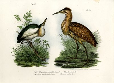 Little Bittern by German School